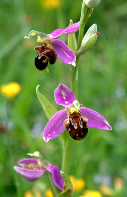 ophrys apifera